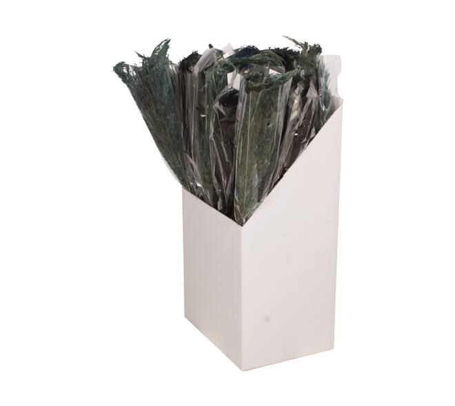 Plume nature 70x10x6.5cm