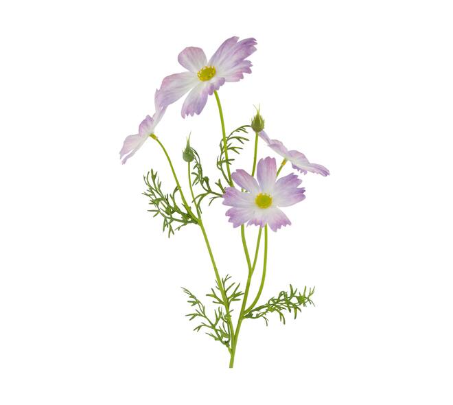 Branch cosmos artificial 60x14x10cm