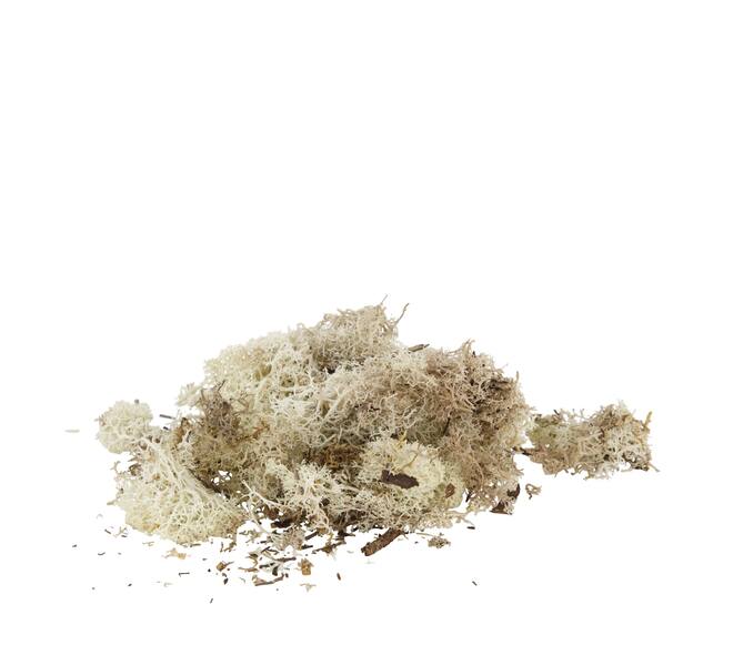 Moss reindeer 50gr nature 14x8x10cm - Natural