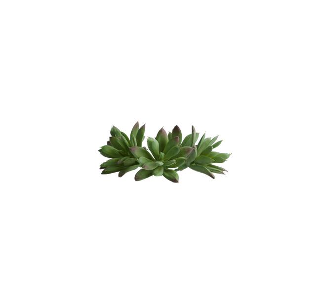 Succulent 6,5x7cm - Green