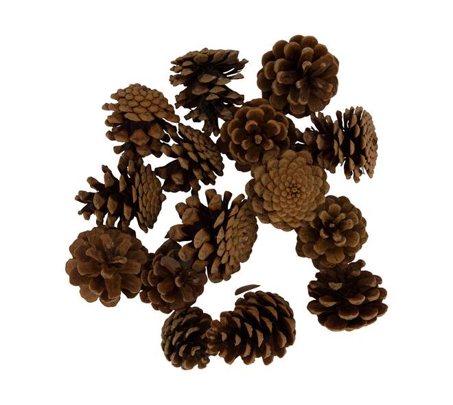 Display 200gr pinecone 29x17x5.5cm