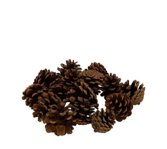 Display 200gr pinecone 29x17x5.5cm