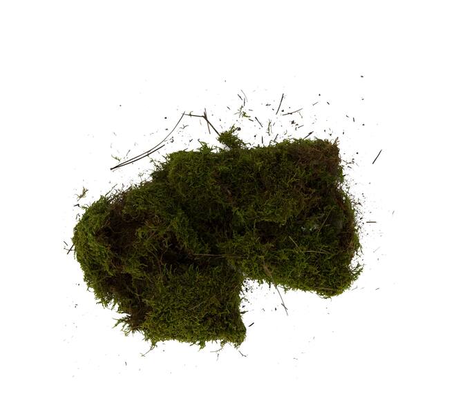 Moss flat 100gr nature 33x17x6cm