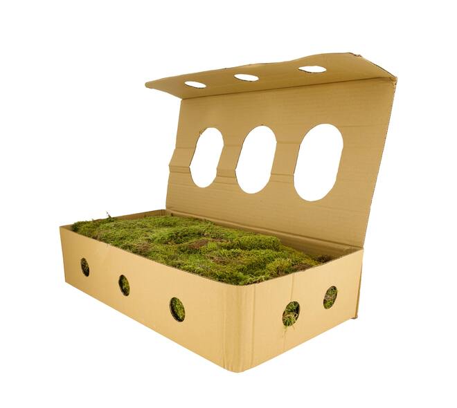 Moss flat 1kg in box nature 58x30x13cm