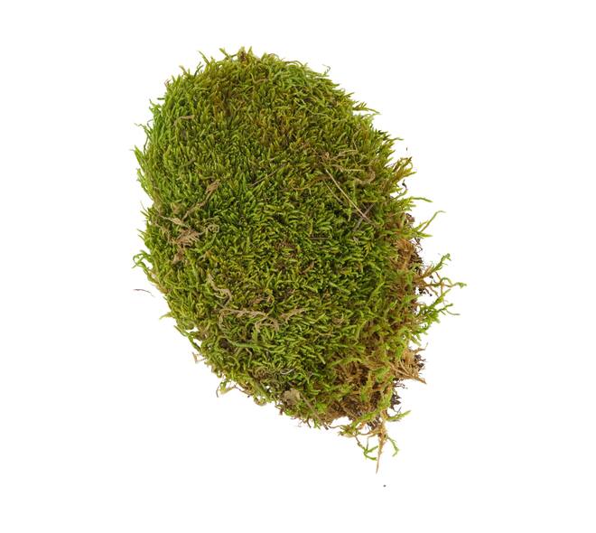 Moss flat 1kg in box nature 58x30x13cm