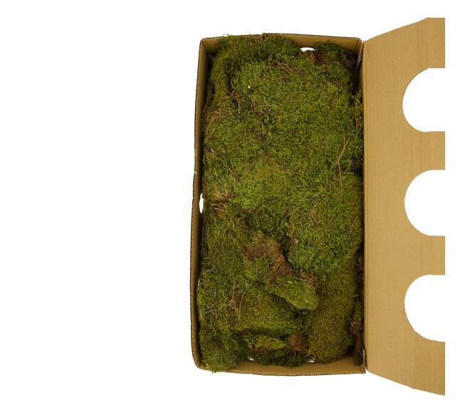 Moss flat 1kg in box nature 58x30x13cm