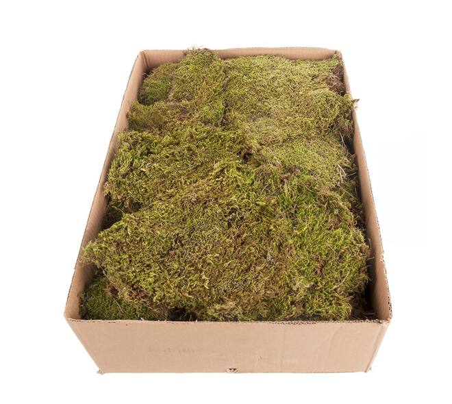 Moss flat 2kg in box moss 59x29x19cm