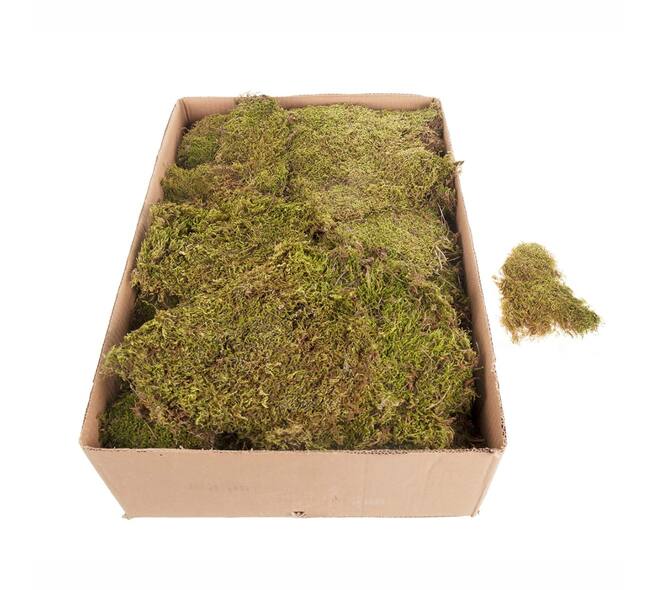 Moss flat 2kg in box moss 59x29x19cm