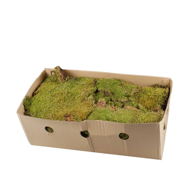 Moss flat 2kg in box moss 59x29x19cm