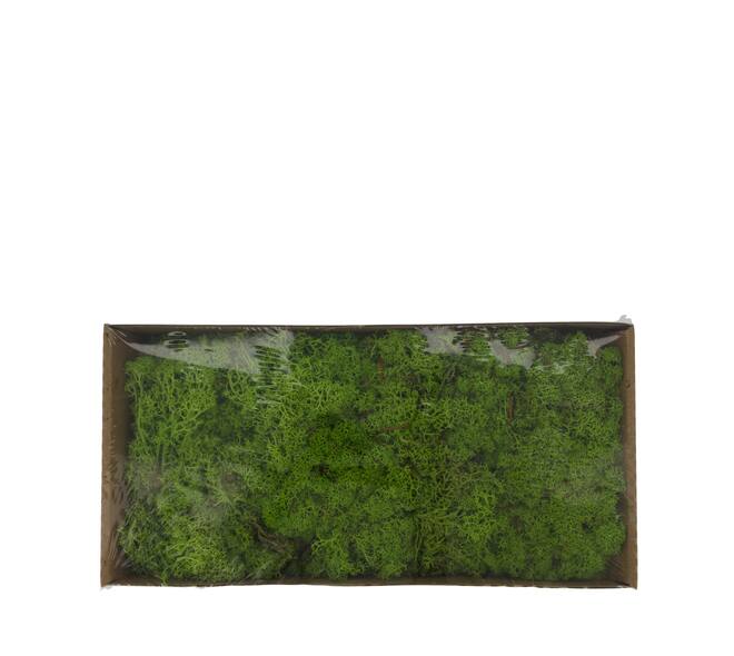 Mousse - 500gr - Naturel - 48x35x24cm - Vert