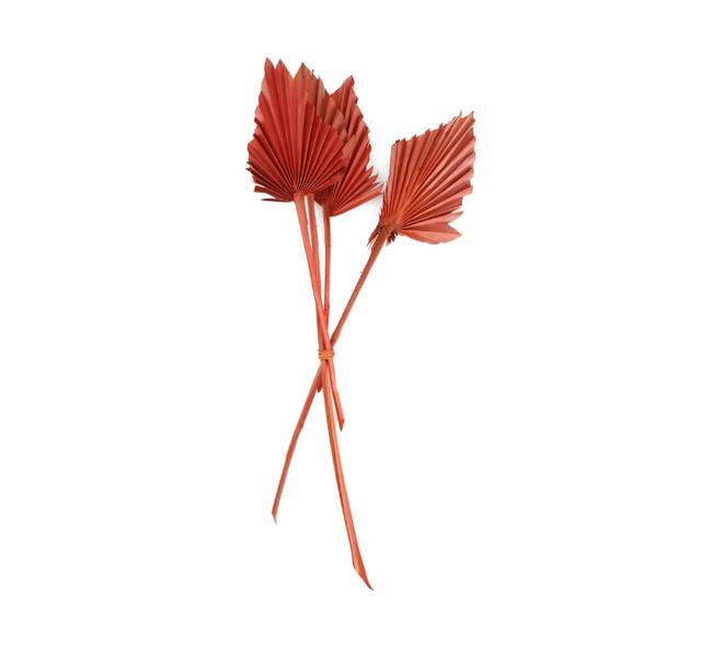 Palm spear medium nature 40-45x17x14cm 4pc - Orange