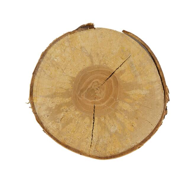 Slice round birch 30x30x2.5cm