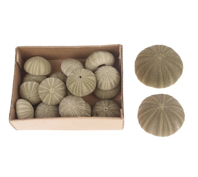 Green Denuded Urchin 17pc in box 15x20x6cm