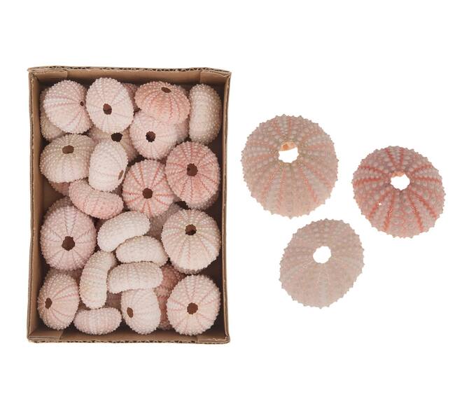 Pink Urchin 36pc in box 15x20x6cm