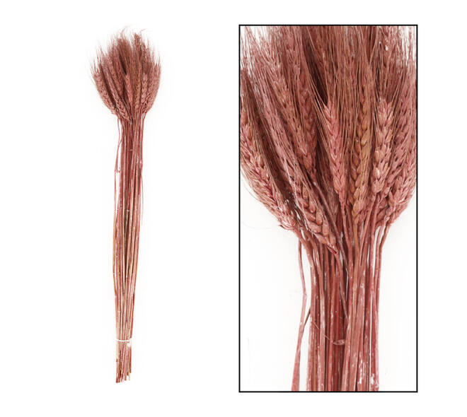 Wheat grass nature 60-65cm 100gr