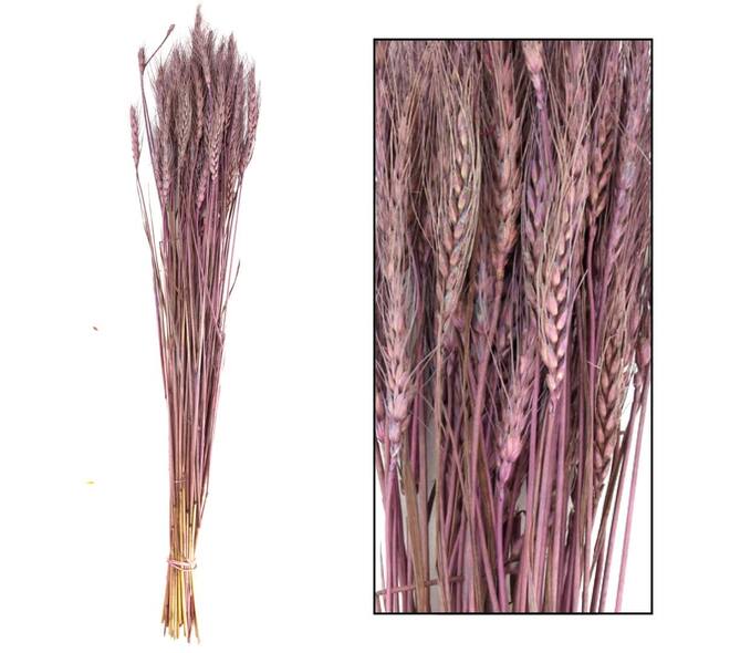 Wheat grass nature 60-65cm 100gr - Purple