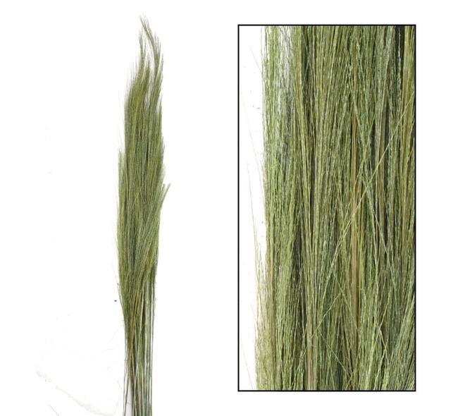 Broom grass nature 90-105cm 100gr