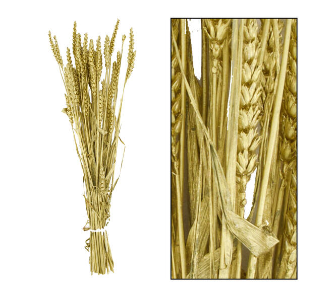 Bunch triticum nature 70x10x5cm - Gold