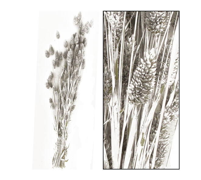 Bunch phalaris nature 76x14.5x7cm