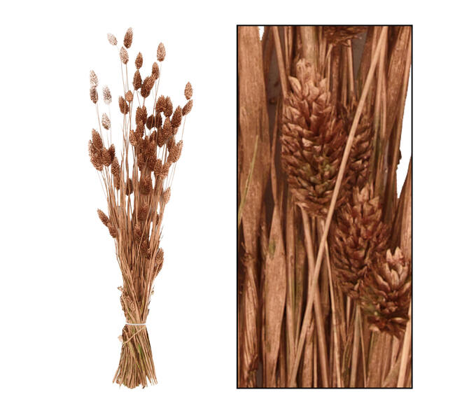 Bunch phalaris nature 76x14.5x7cm - Copper