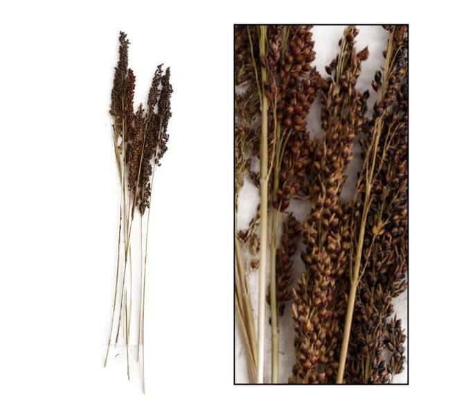 Panicum 8pc 65cm - Natural