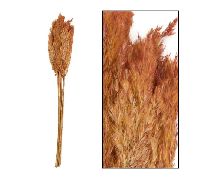 Wild reed plume Vinz nature 75cm 10pc
