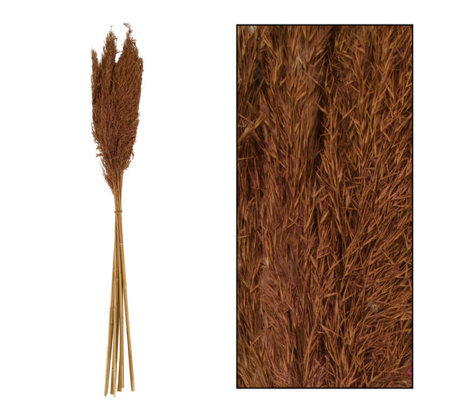 Wild reed plume Vinz nature 75cm 10pc - Natural