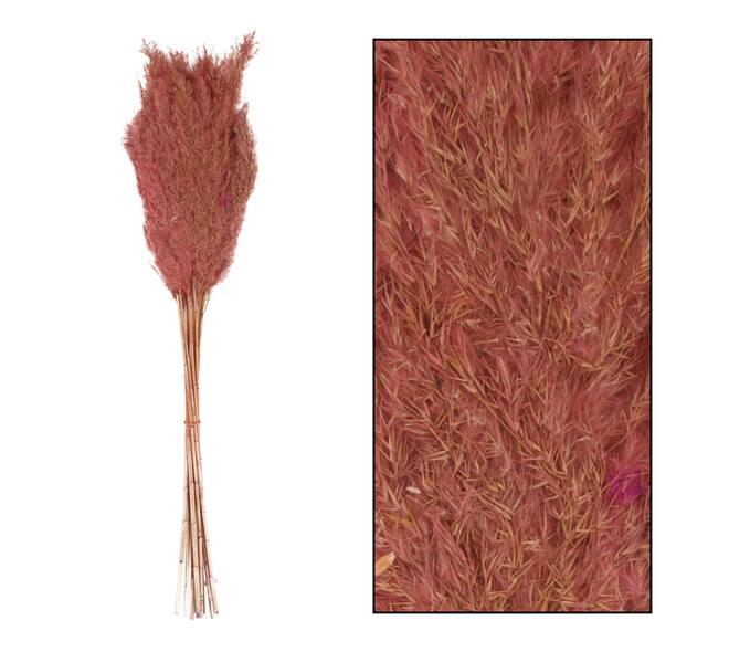 Wild reed plume Vinz nature 75cm 10pc - Pink