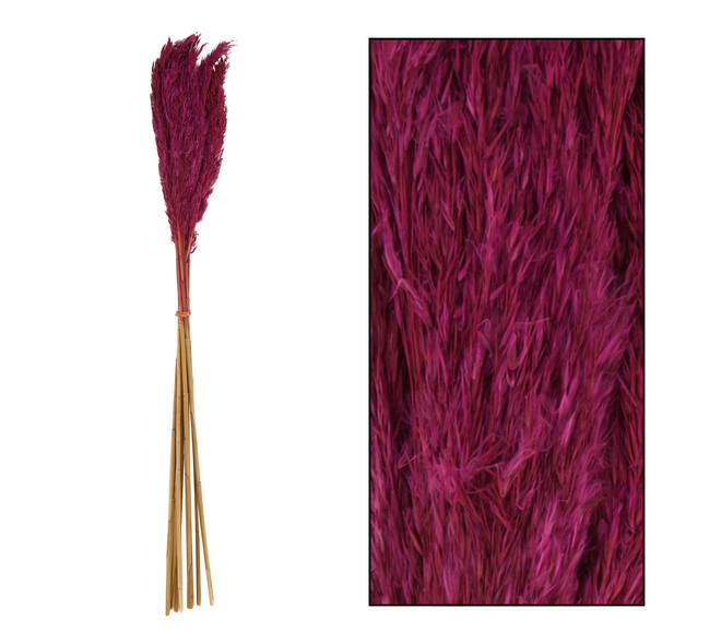Wild reed plume Vinz nature 75cm 10pc