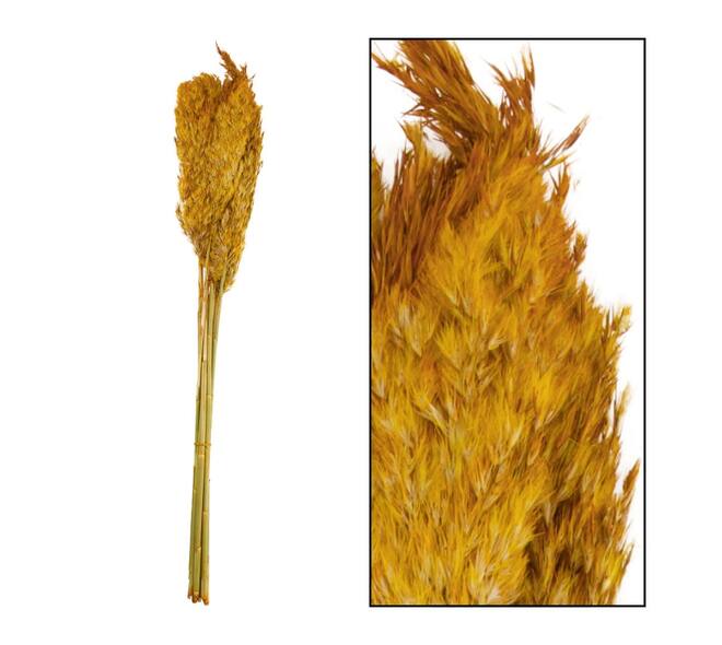 Wild reed plume Vinz nature 75cm 10pc