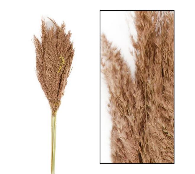 Wild reed plume Vinz 115cm 3pc