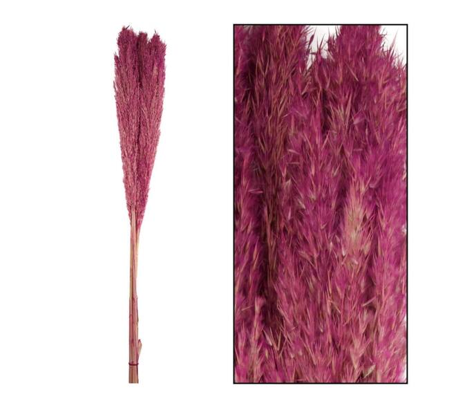 Wild reed plume Vinz 115cm 3pc