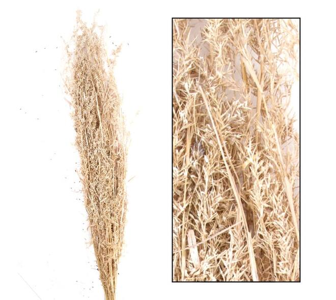 Alfonso grass nature 100cm 100gr - White