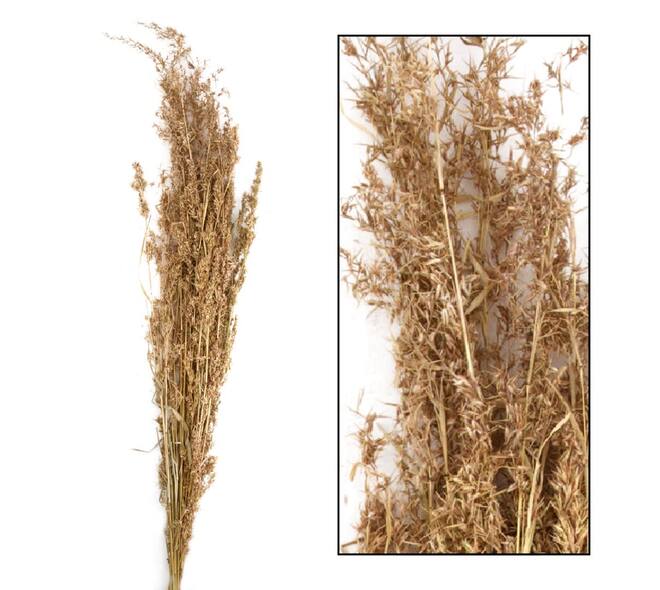Alfonso grass nature 100cm 100gr