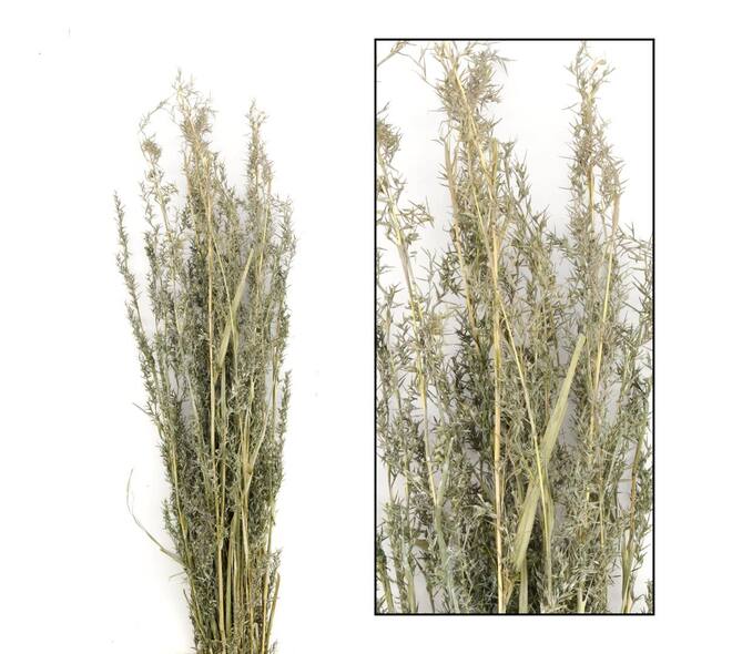 Alfonso grass nature 100cm 100gr