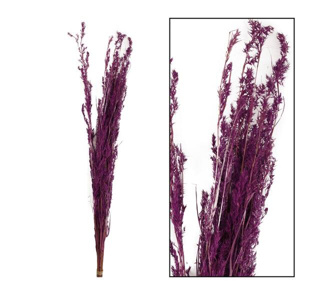 Alfonso grass nature 100gr - Purple