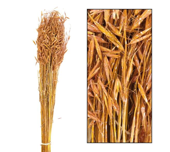 Oat grass nature 60-65cm 100gr