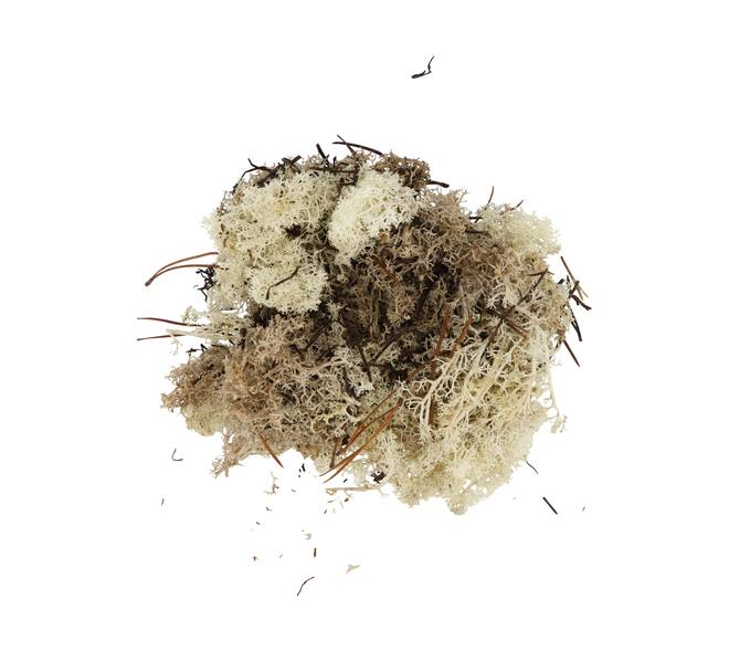 Moss 40gr nature 10x4x22cm