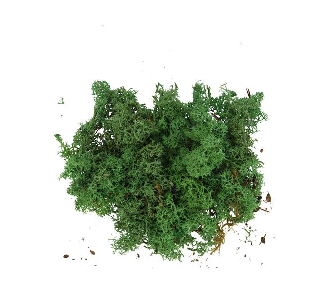 Mousse - Mousse de renne - 40gr - Naturel - 10x4x22cm - Vert