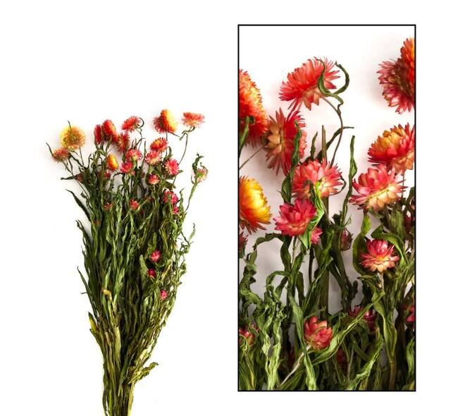 Bunch helichrysum 50x14x7cm - Orange