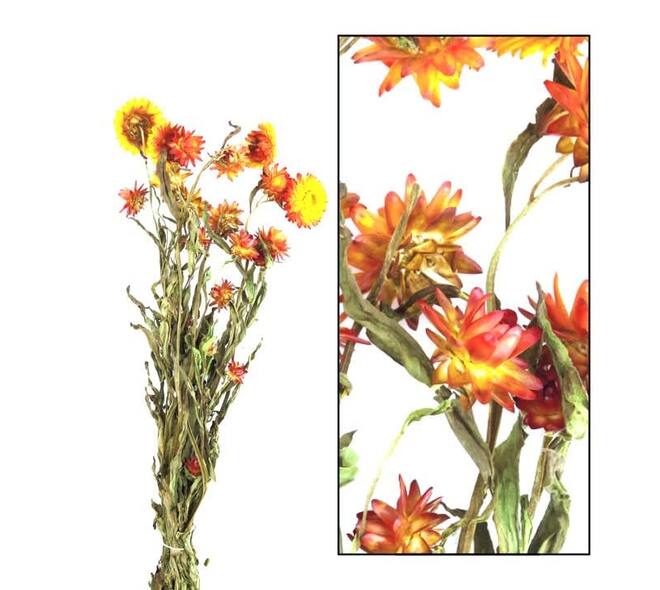 Bunch helichrysum 50x14x7cm - Orange