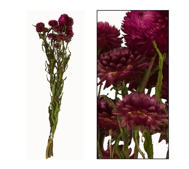 Bunch helichrysum 50x14x7cm - Pink