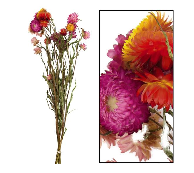 Bunch helichrysum 50x14x7cm - Multi