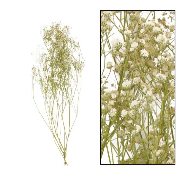 Gypsophila