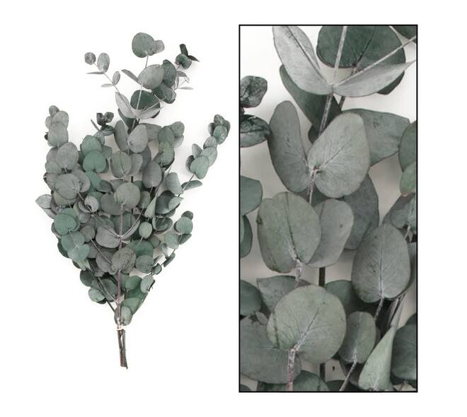 Preserved Eucalyptus spiral 50gr - Green