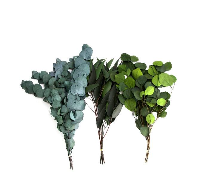 Eucalyptus bunch mix 55gr 1bunch mix box  - Green