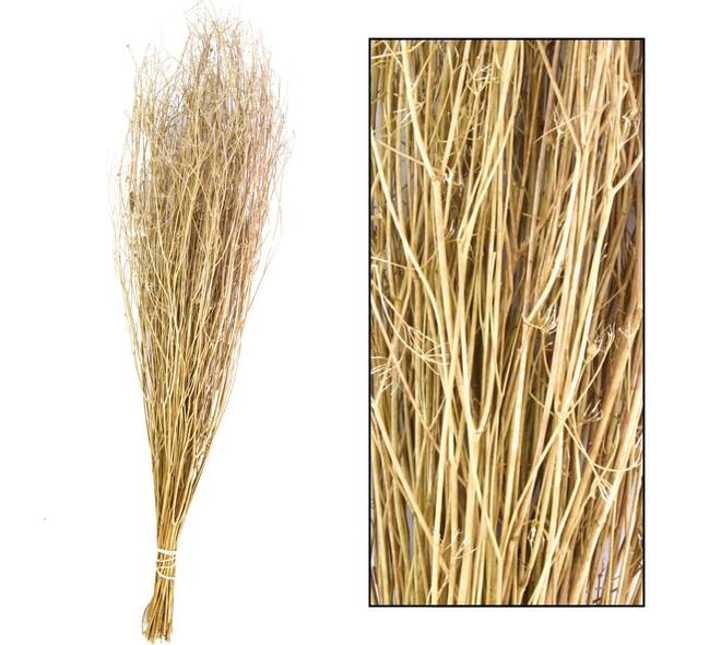 Coriander grass 60-65cm 50gr - Natural