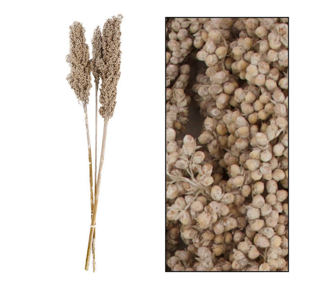 Indian corn nature 70x10x6.5cm 3pc - White