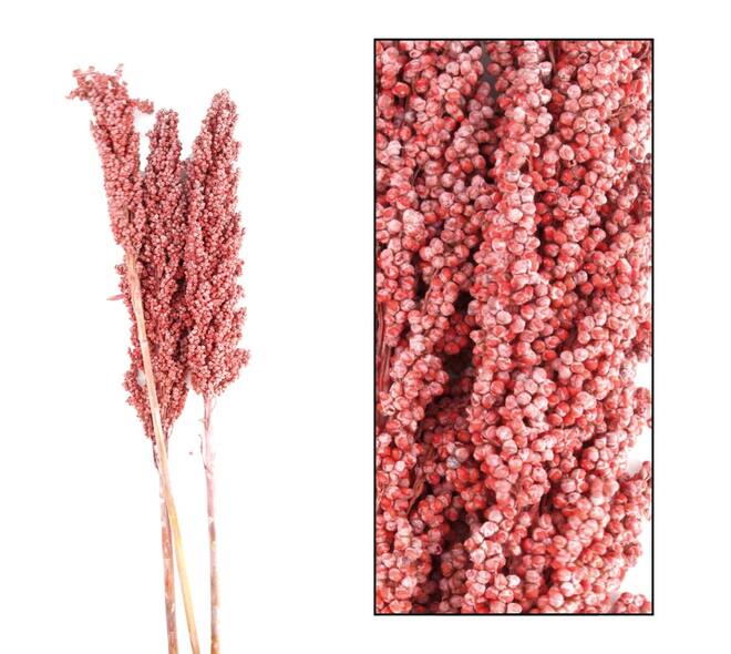 Indian corn nature 70x10x6.5cm 3pc - Orange