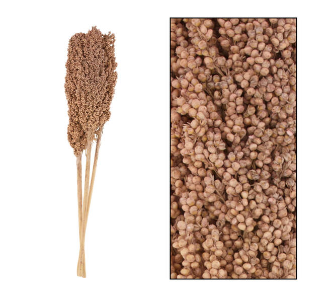 Indian corn nature 70x10x6.5cm 3pc - Multi